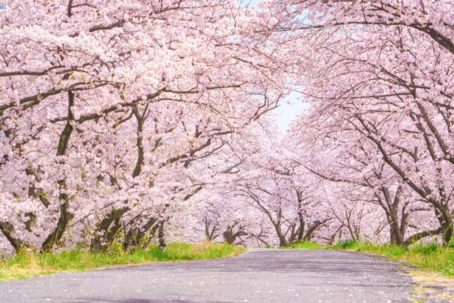 サンプル画像-桜