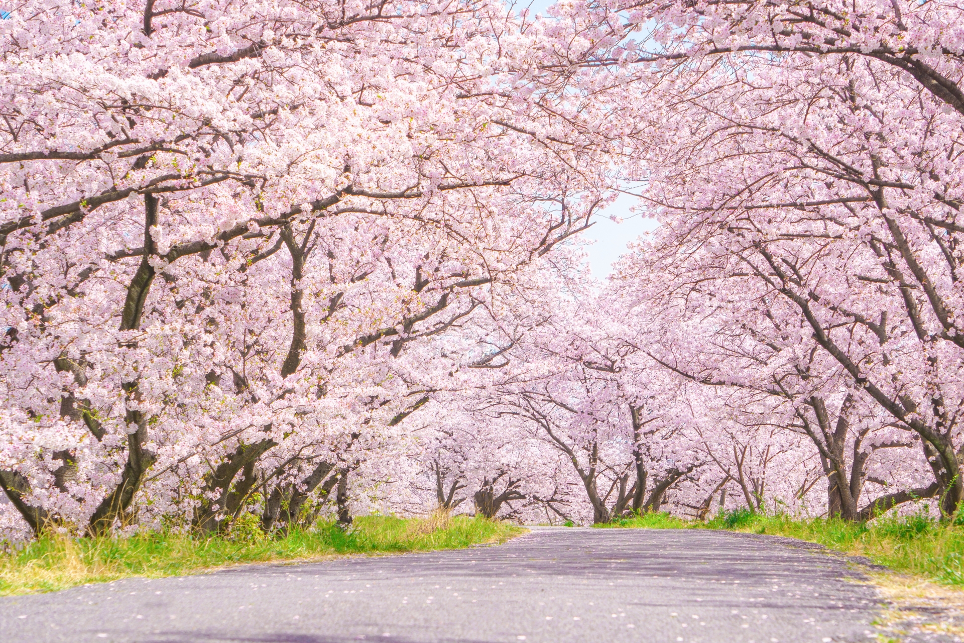 サンプル画像-桜